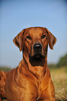 Rhodesian Ridgeback Portrait