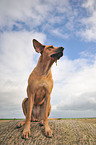 Rhodesian Ridgeback