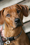 Rhodesian Ridgeback Portrait