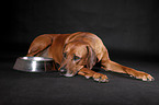 liegender Rhodesian Ridgeback