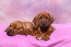 Rhodesian Ridgeback Welpen