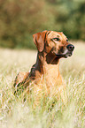 liegender Rhodesian Ridgeback