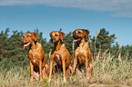 3 Rhodesian Ridgebacks