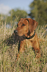 liegender Rhodesian Ridgeback