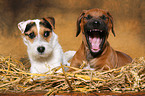 Rhodesian Ridgeback Welpe und Jack Russell Terrier