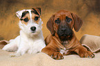 Rhodesian Ridgeback Welpe und Jack Russell Terrier