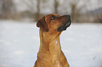 Rhodesian Ridgeback Portrait