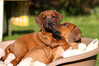 Rhodesian Ridgeback Welpen