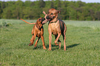 spielende Rhodesian Ridgebacks