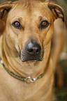 Rhodesian Ridgeback Portrait