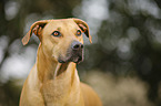 Rhodesian Ridgeback Portrait