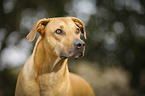 Rhodesian Ridgeback Portrait