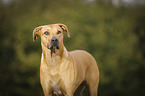 Rhodesian Ridgeback Portrait