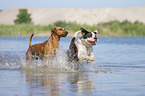 Hunde rennen durchs Wasser