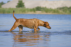 Rhodesian RIdgeback im Wasser