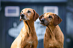 2 Rhodesian Ridgebacks