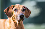 Rhodesian Ridgeback Portrait