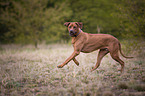 rennender Rhodesian Ridgeback