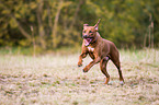 rennender Rhodesian Ridgeback