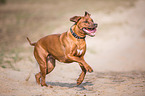 rennender Rhodesian Ridgeback