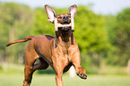 rennender Rhodesian Ridgeback