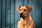 Rhodesian Ridgeback Portrait