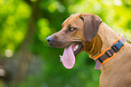 Rhodesian Ridgeback Portrait