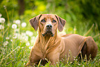 liegender Rhodesian Ridgeback