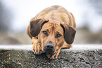 liegender Rhodesian Ridgeback