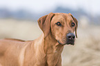 erwachsener Rhodesian Ridgeback