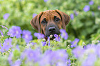 Rhodesian Ridgeback Portrait