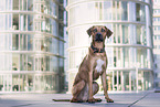 sitzender Rhodesian Ridgeback