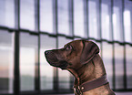 Rhodesian Ridgeback Portrait