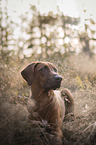 liegender Rhodesian Ridgeback