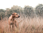 stehender Rhodesian Ridgeback