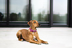 liegender Rhodesian Ridgeback