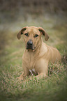 liegender Rhodesian Ridgeback