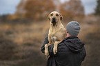 Rhodesian Ridgeback mit Mann