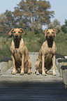 sitzende Rhodesian Ridgebacks