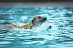 schwimmender Rhodesian Ridgeback