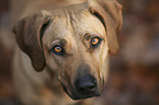 Rhodesian Ridgeback Portrait