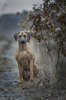 sitzender Rhodesian Ridgeback