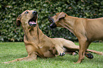 spielende Rhodesian Ridgebacks