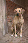 sitzender Rhodesian Ridgeback