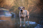 stehender Rhodesian Ridgeback