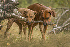 2 Rhodesian Ridgebacks