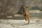 rennender Rhodesian Ridgeback