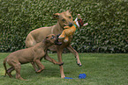 rennende Rhodesian Ridgebacks