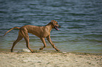 rennender Rhodesian Ridgeback