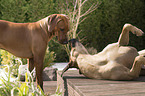 2 Rhodesian Ridgebacks